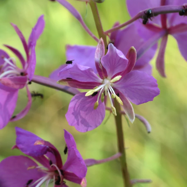 some very pretty purple flowers with white centers