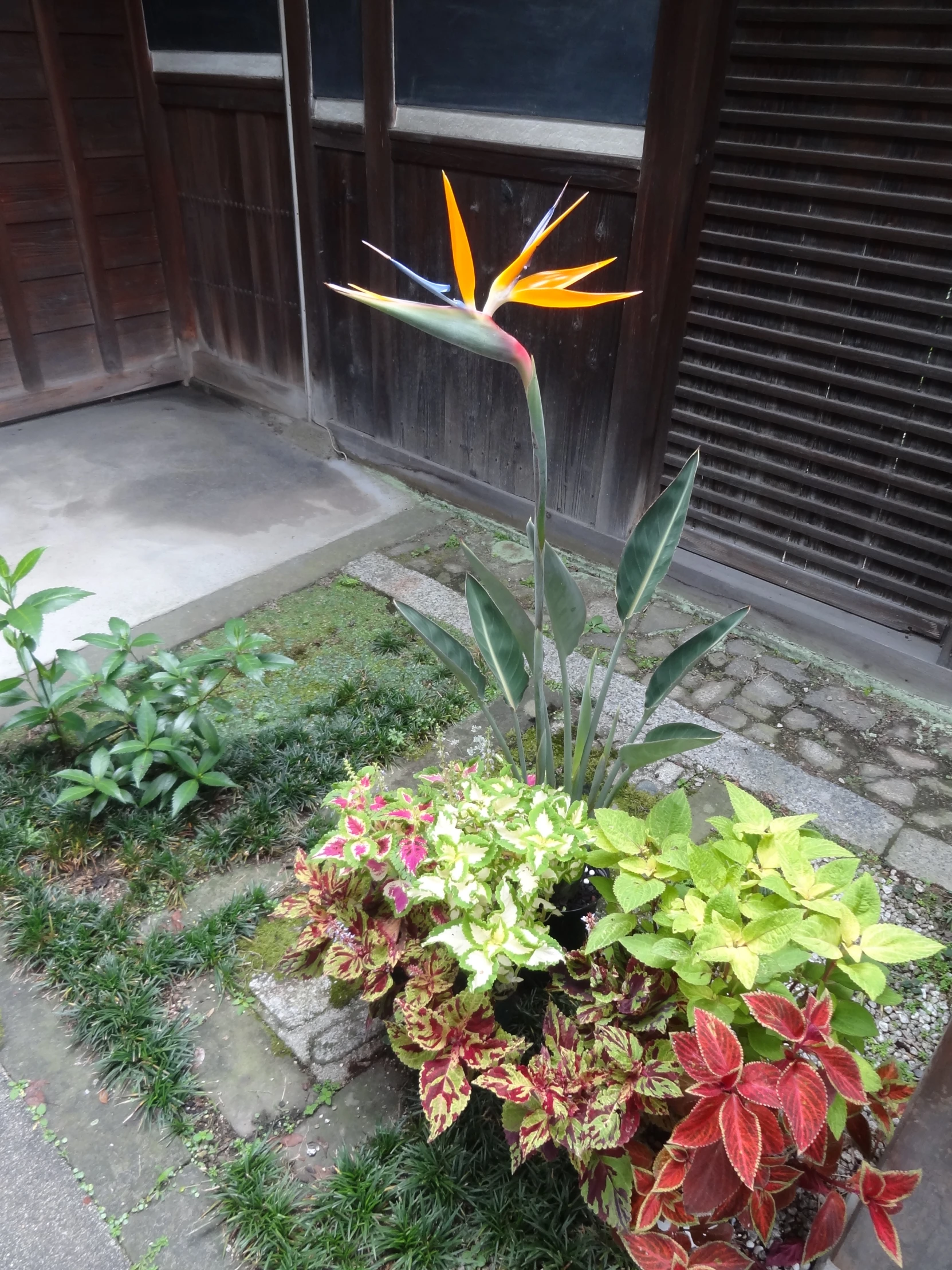 bird of paradise plant in garden with other plants