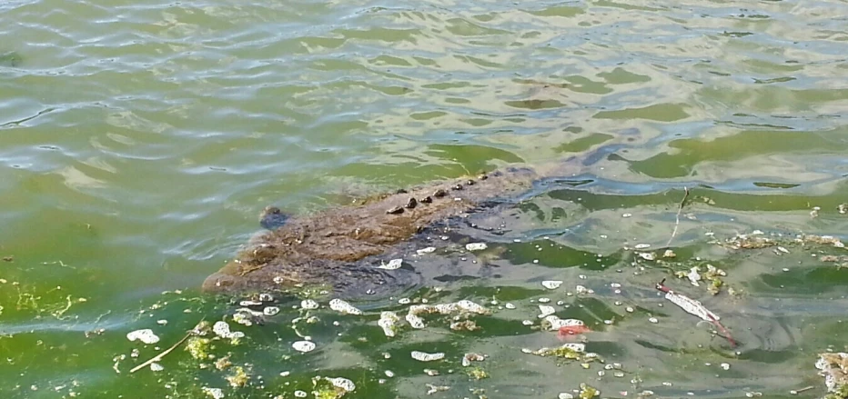 a large alligator swimming through some water