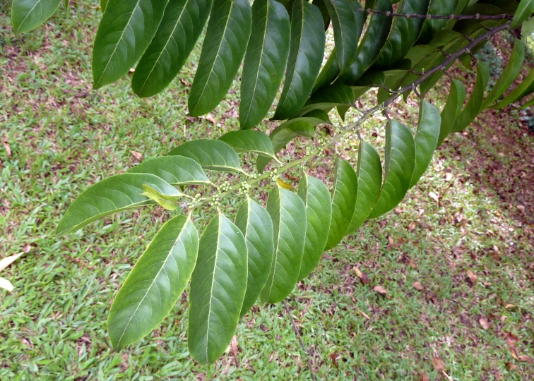 a close up of a leaf on a tree