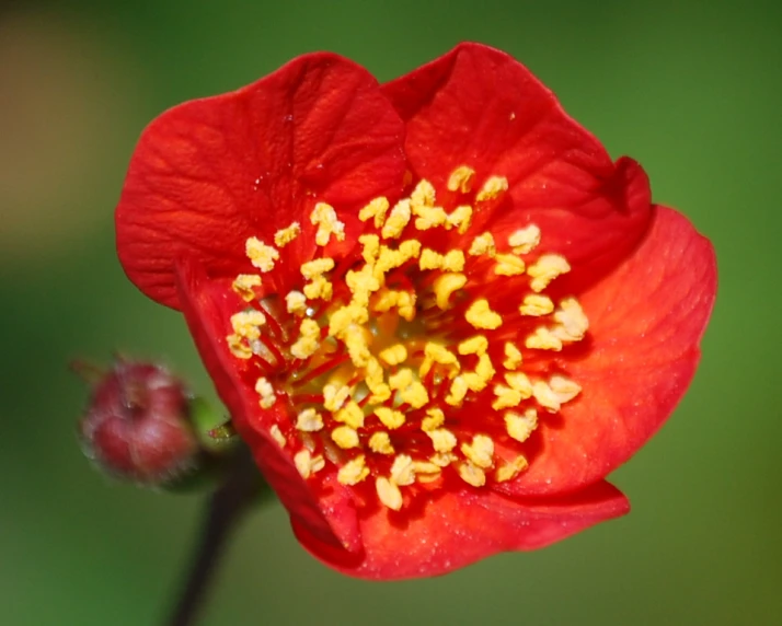 the center of a red flower is yellow