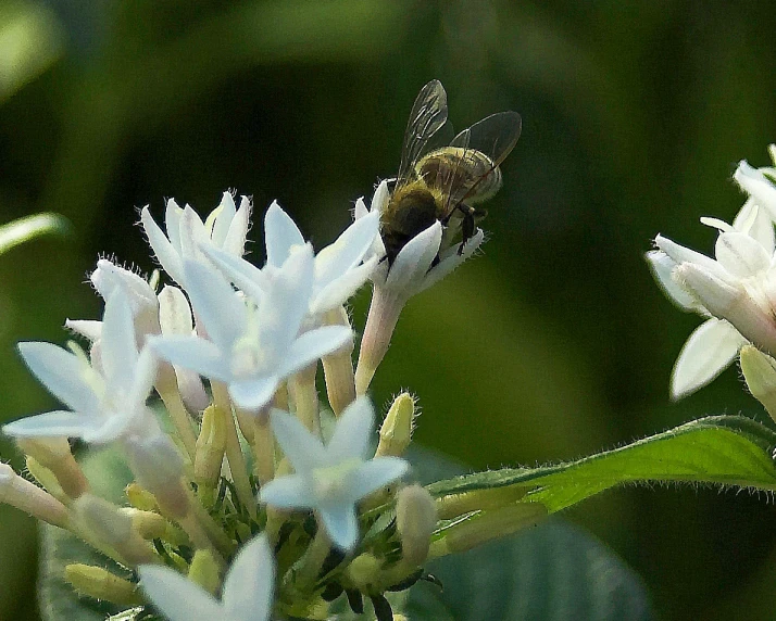 a bee sits on a white flower with a green background