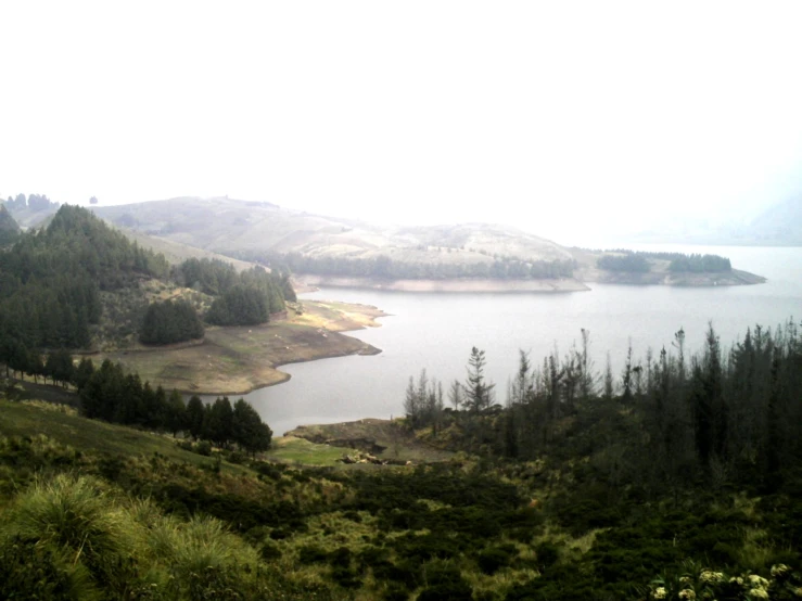 the trees are growing on this hill