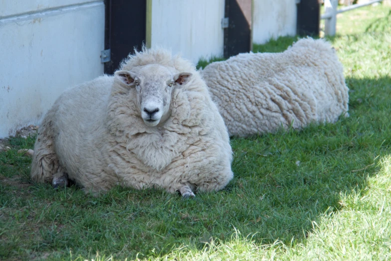 there are two sheep laying down on the grass