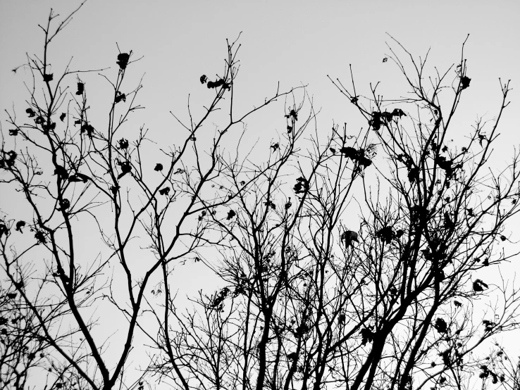 silhouettes of tree nches and sky against a grey sky