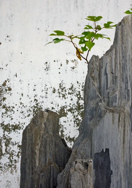 a plant that is growing on top of a rock