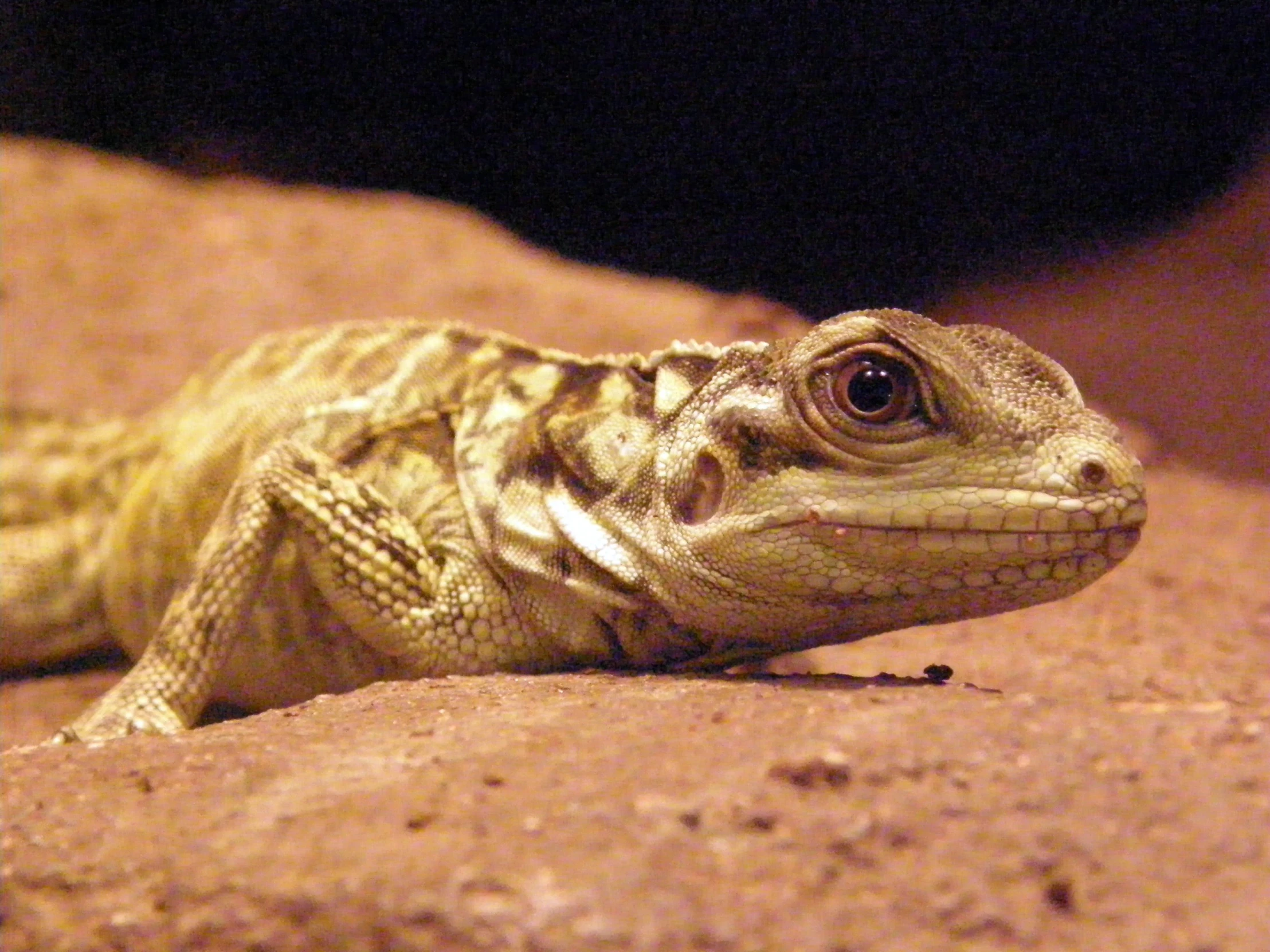 close up s of a gecko sitting on top of some rocks