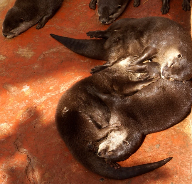 three sea lions and three smaller otters laying on a concrete ground