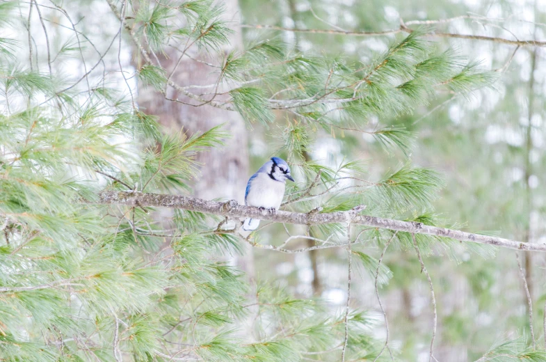 blue and white bird sitting on a tree limb