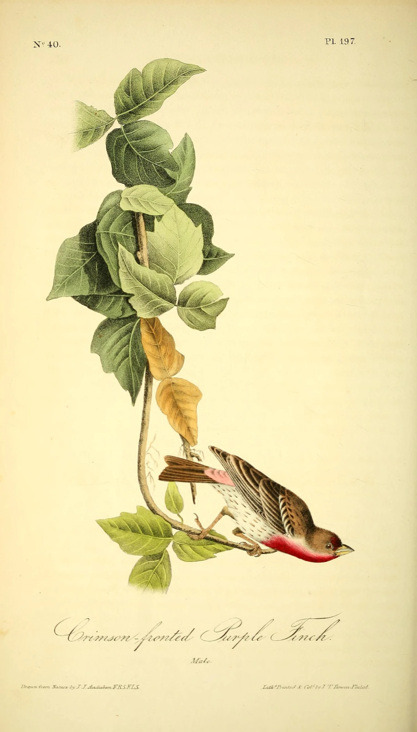 a bird perched on a plant with green leaves