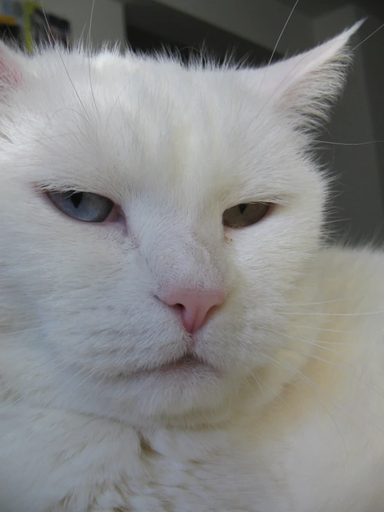 an extremely white cat has green eyes
