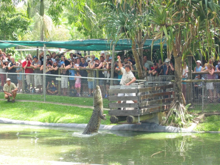 an alligator is swimming through the water as people watch