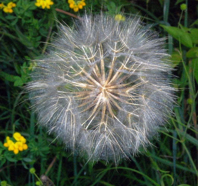 a dandelion that is flying in the air