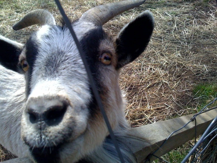 a goat that is looking over a fence