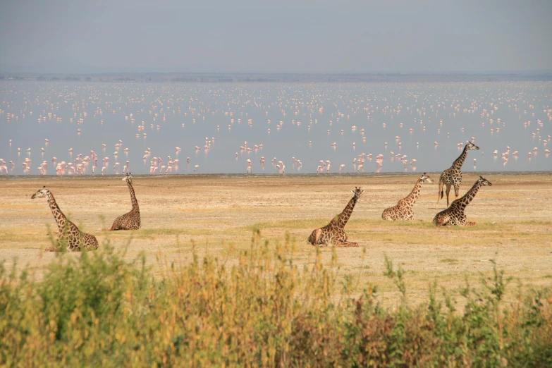 giraffes sitting and standing in the desert with flamingos in the background