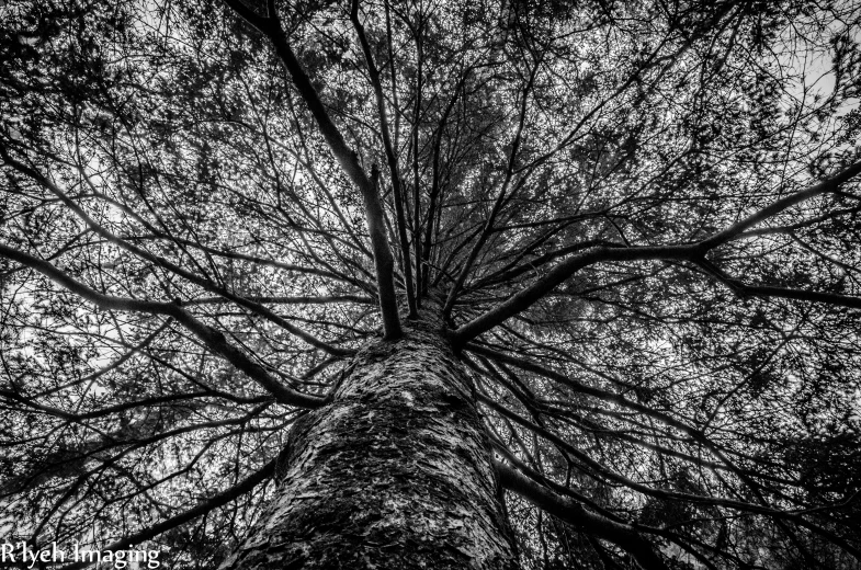 looking up at the top of a leafy tree