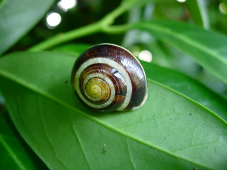 snail with yellow and black stripes sitting on a leaf