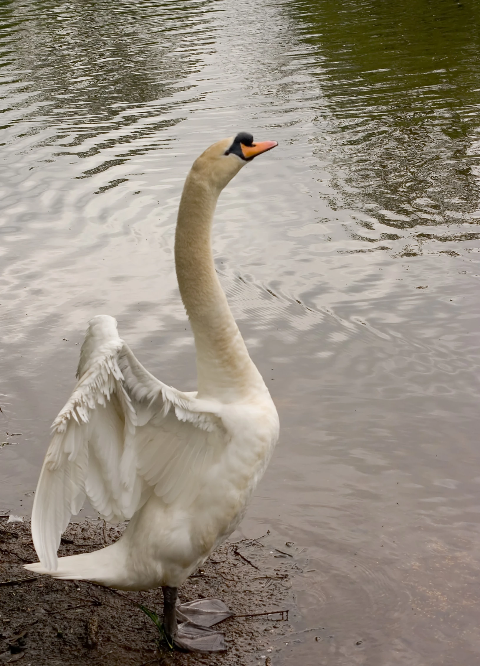 a large swan with wings spread by the edge of a lake