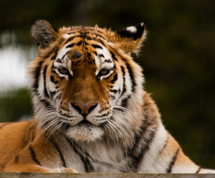 a close up s of a tiger resting