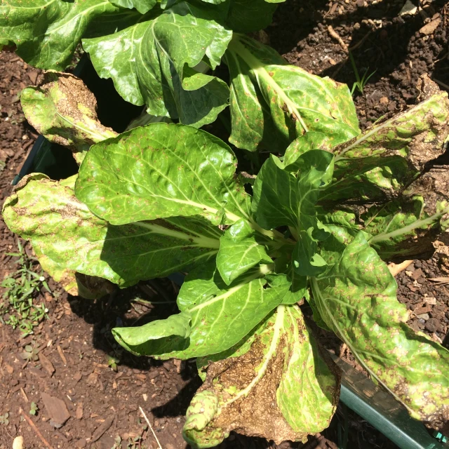 a row of lettuce growing in the dirt