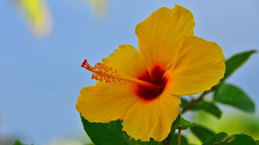 a bright yellow flower that has red stigma