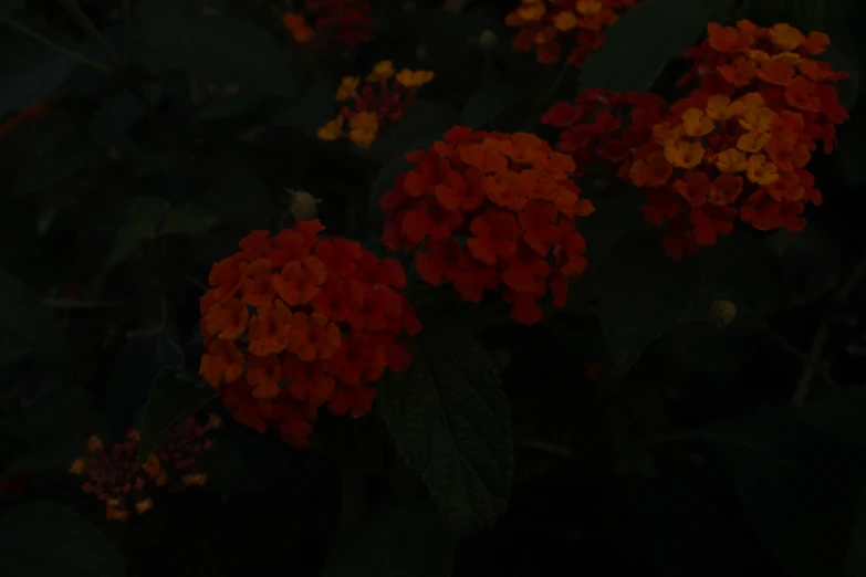 a plant with small orange flowers on it