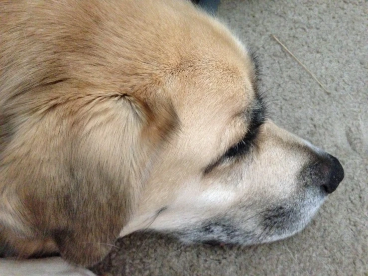 a dog laying down with its head on his paws