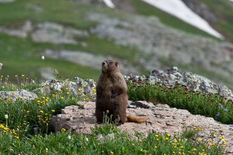 a groundhog standing on a rocky outcropping