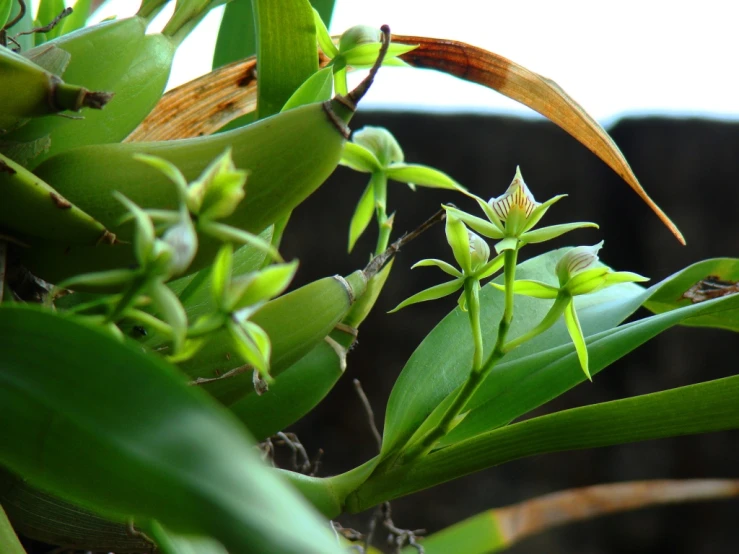 a closeup view of the bud of a plant