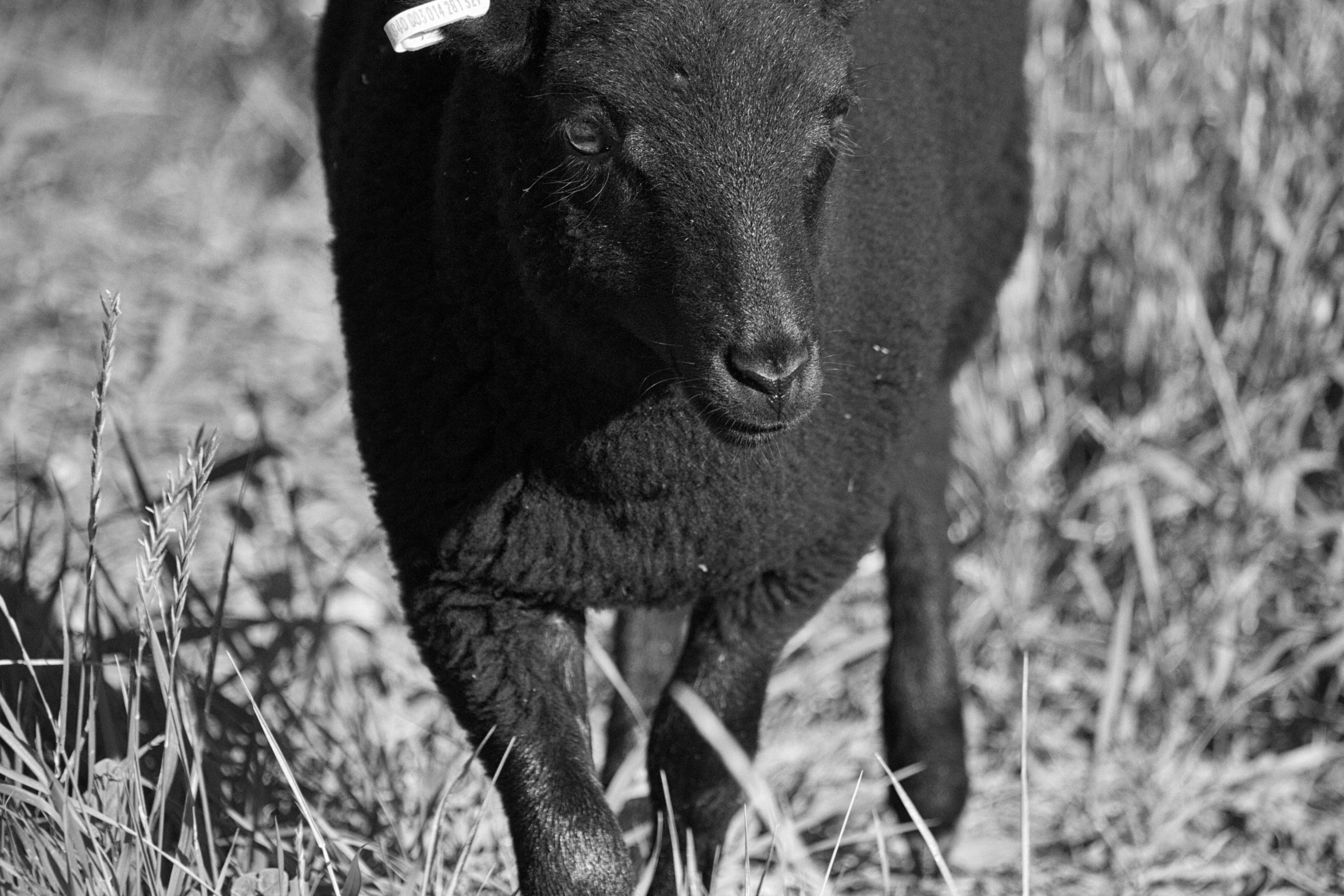 a black dog standing on top of a lush green field