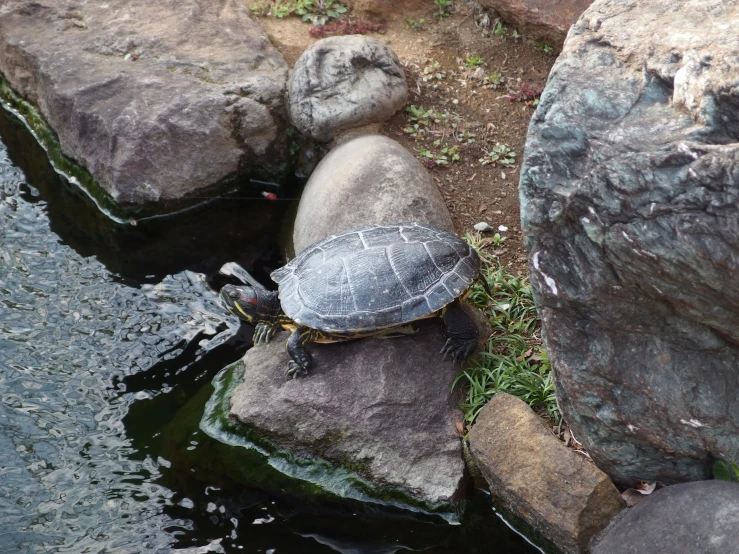 a turtle resting on top of a rock at the waters edge