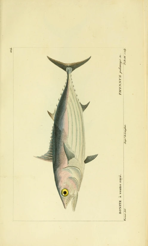 an image of a big fish that is on a page