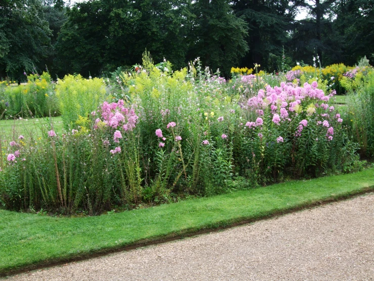 there are many pink flowers growing along a green border