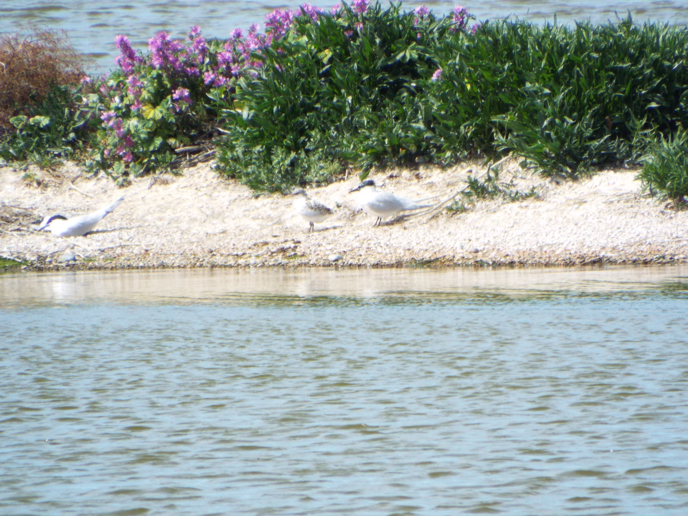 seagulls flying over the water next to the beach