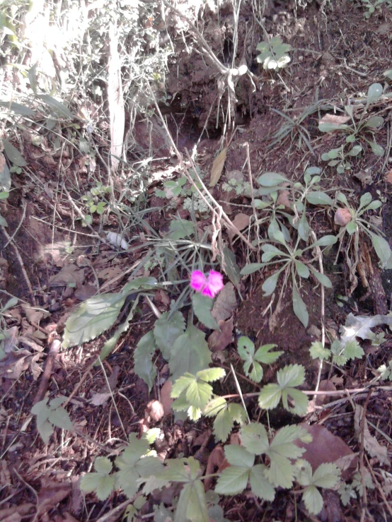 a lone pink flower is growing on the edge of a rock