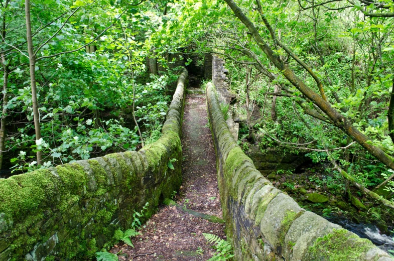 a stone wall covered in moss next to trees