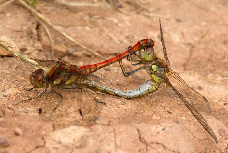 a couple of insects sitting on top of a rock