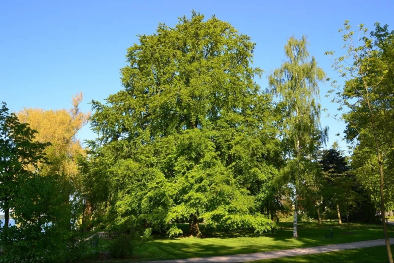 there is a bench in the park among many trees