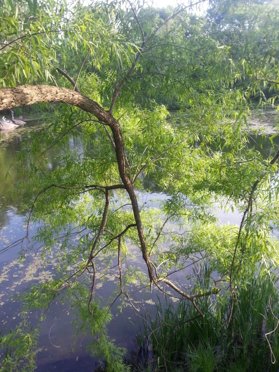 the top half of the tree above the water