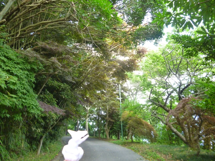 a little boy on a swing in the middle of a path