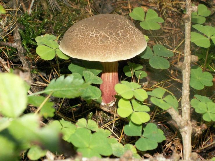 a close up of a mushroom near bushes