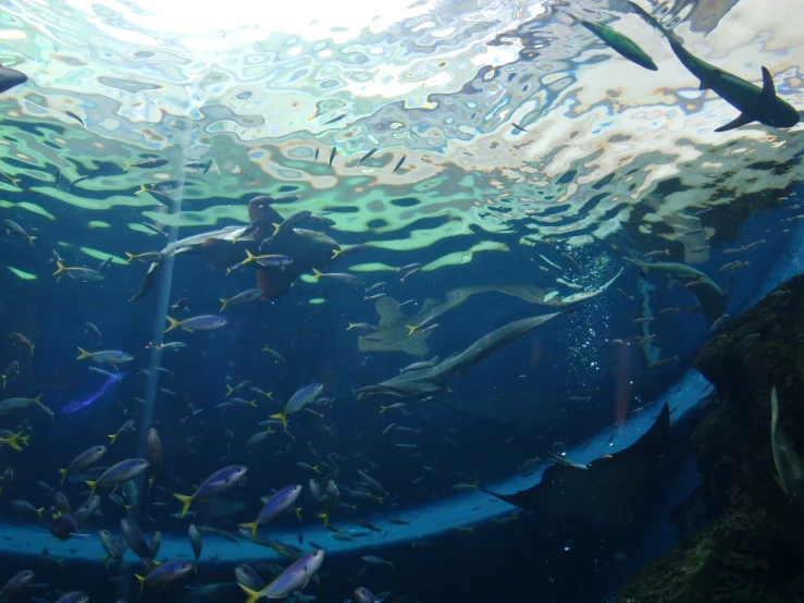 large group of fish swimming around in a large aquarium