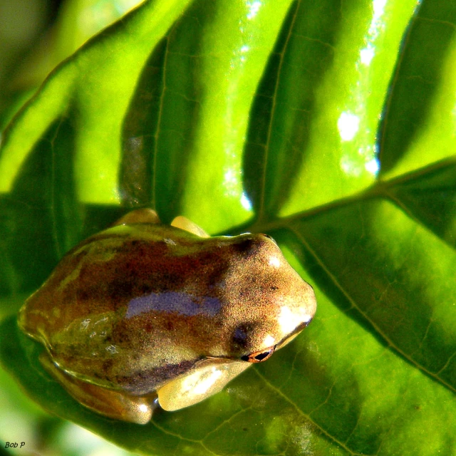 the frog's eye view from behind is clearly visible