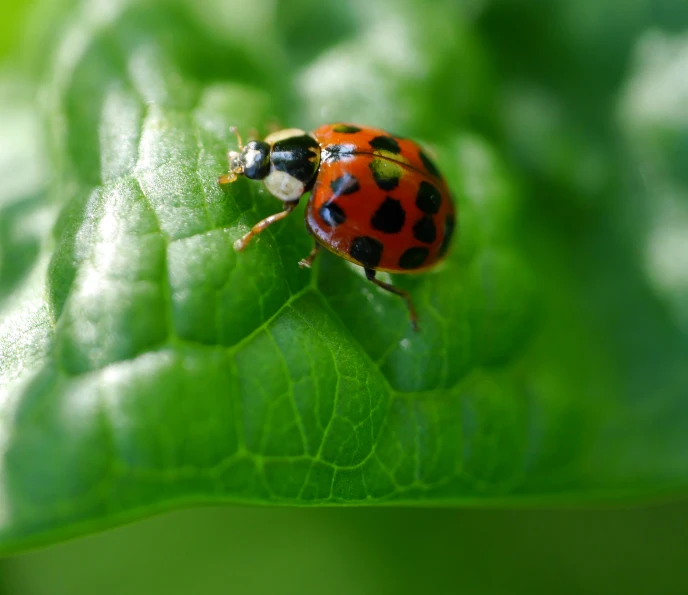 a ladybug sits on a green leaf