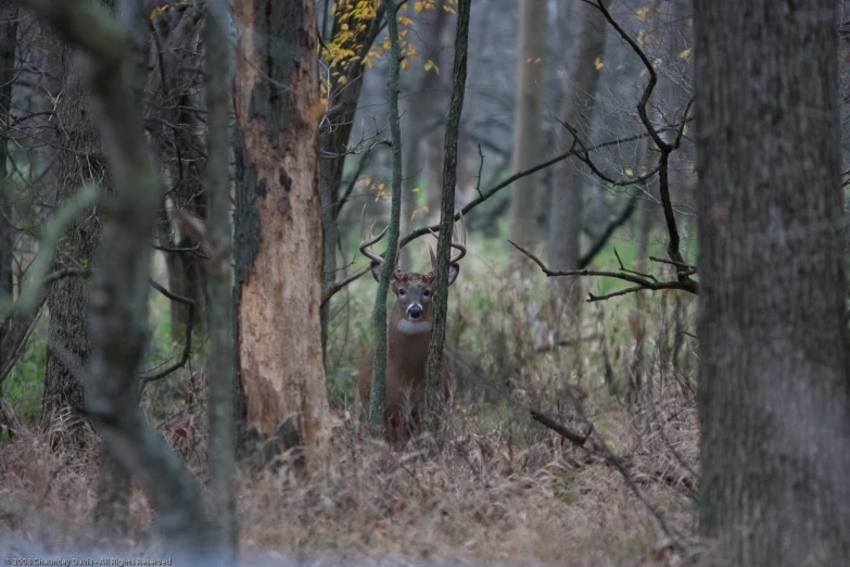 a deer is standing in the woods