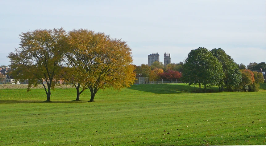 two trees that are standing in the grass