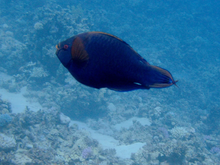 a fish swims in the clear blue ocean