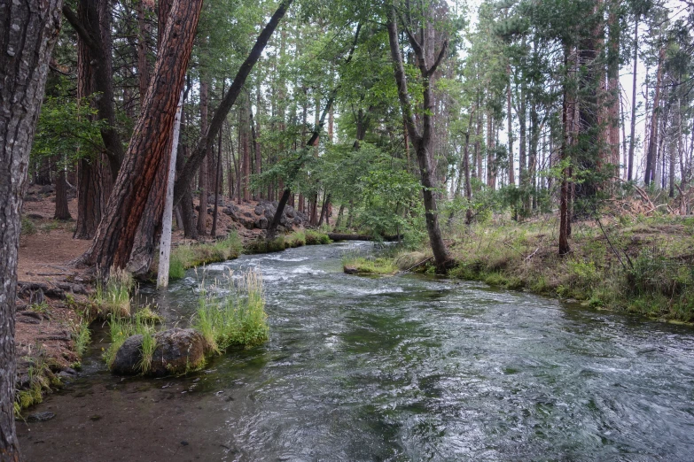 a creek running through a forest filled with trees