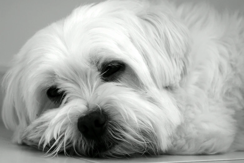 a white dog laying its head on the floor