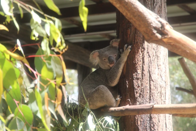 a koala bear standing up to a tree